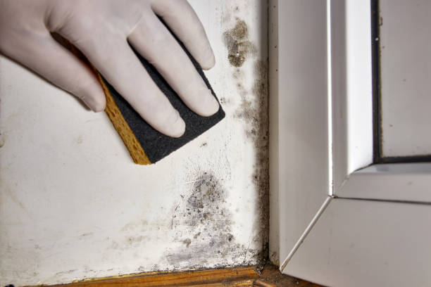 Best Asbestos and Lead Testing During Mold Inspection  in Spearfish, SD